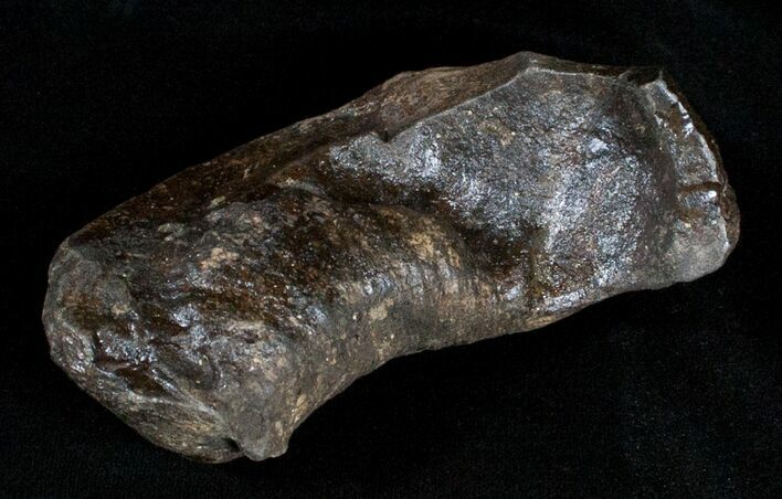 Large Fossil Cetacean (Whale) Ear Bone - Miocene #3494